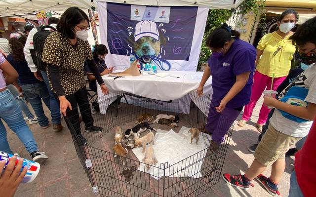 Con pasarela adoptan mascotas en Tequisquiapan