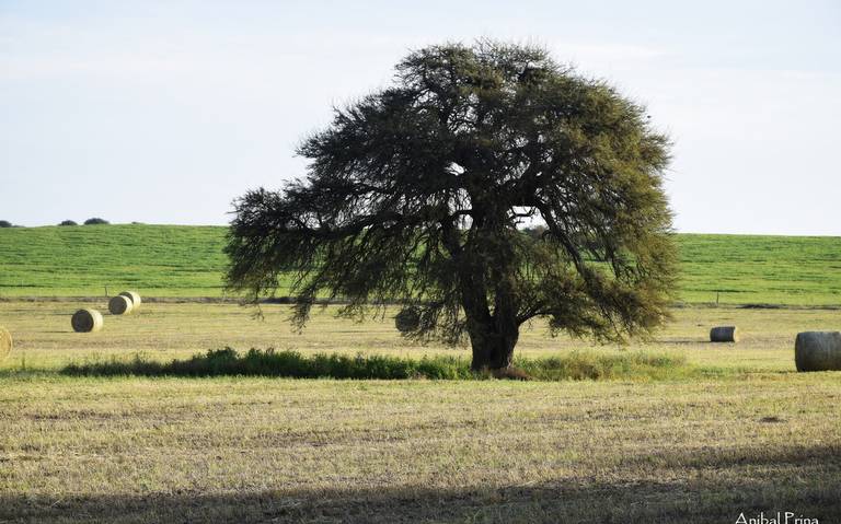 Mezquite, el árbol mexicano emblema del desierto de Chihuahua