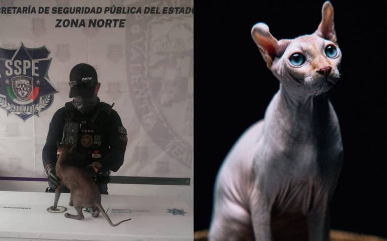 ¿Cuánto cuesta un gato egipcio como el que tenían en el Cereso 3 de Juárez?