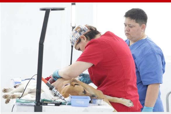 Atienden a cien mascotas en primeras horas del programa de esterilización gratuita