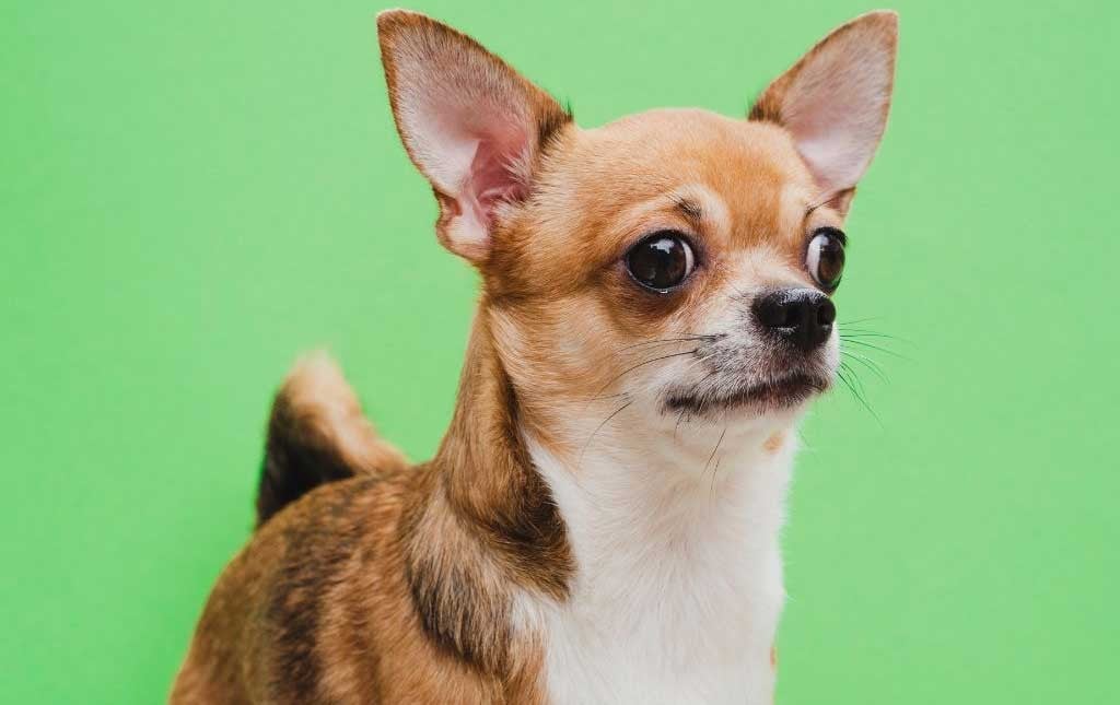 Mestizos, chihuahueños y otros perros populares en México