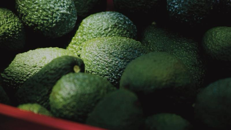El crimen organizado sangra el ‘oro verde’ de México: extorsión a limón y aguacate supera los 10 mil millones al año